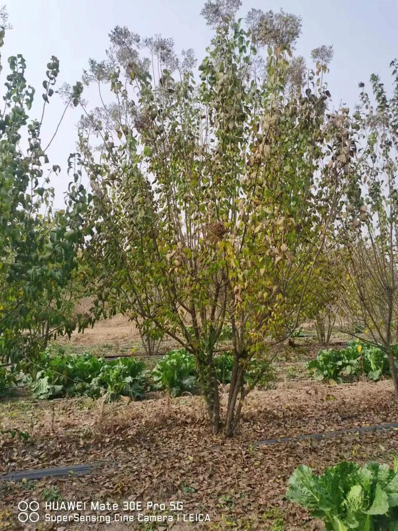 1758504100568838.jpeg 1750404667987390.jpeg