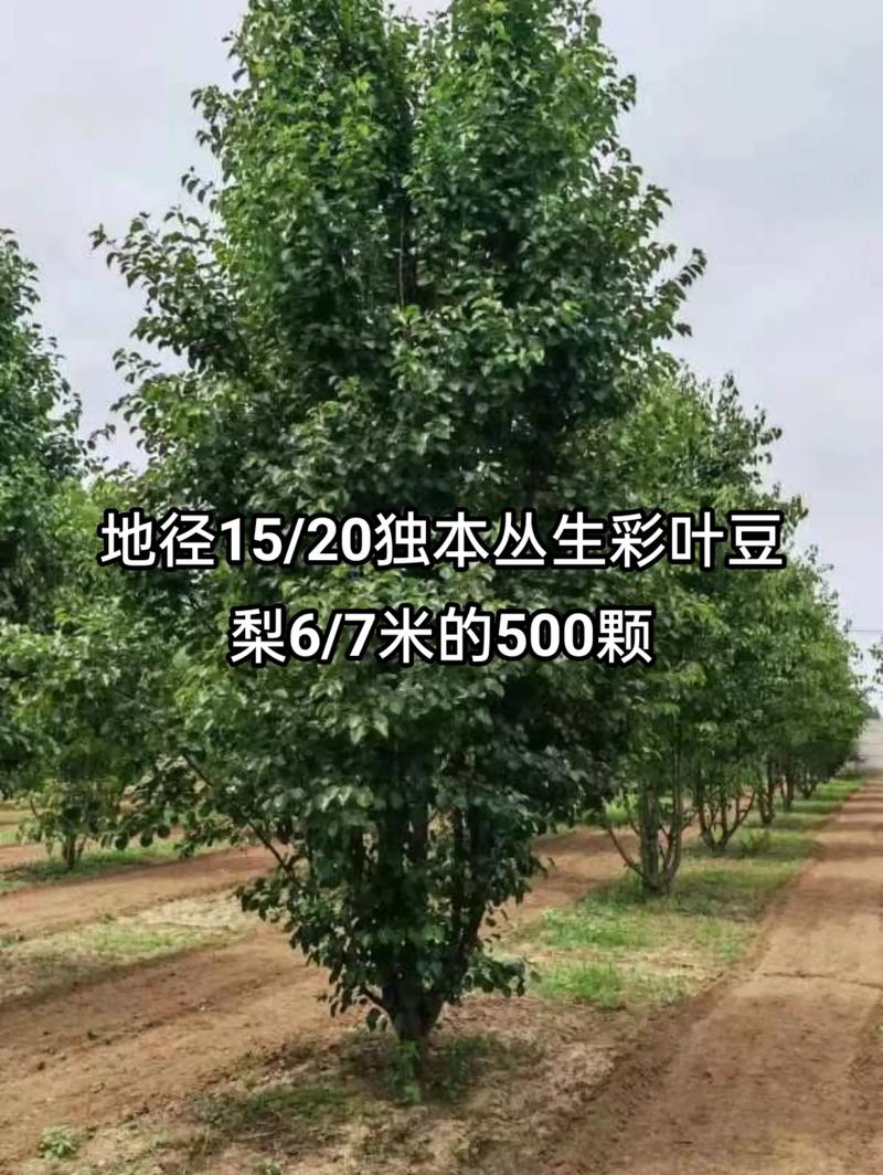 1760144858289581.jpeg 1750404945886025.jpeg